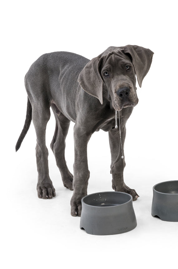 Non-Slip Bowl