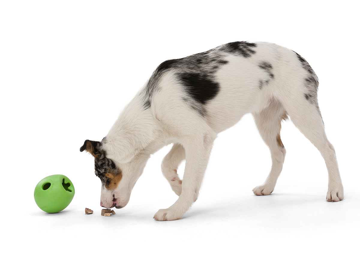 Rumbl The Final Fetch