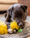 Dog playing with a yellow Rowdie toy on a carpeted floor