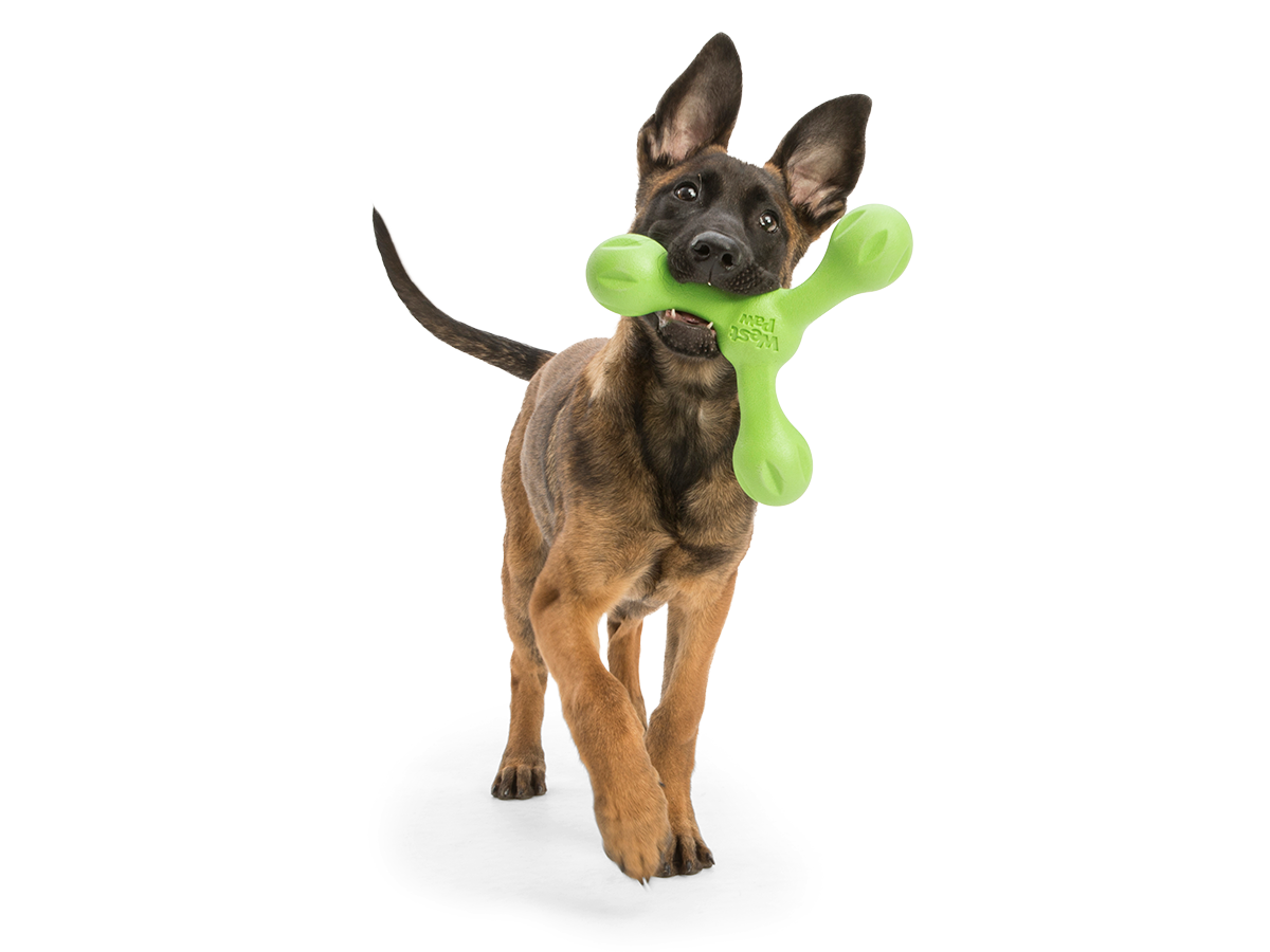 Skamp The Final Fetch